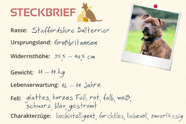 Staffodshire Bullterrier Steckbrief Staffodshire Bullterrier Steckbrief