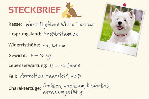 West Highland White Terrier Steckbrief West Highland White Terrier Steckbrief