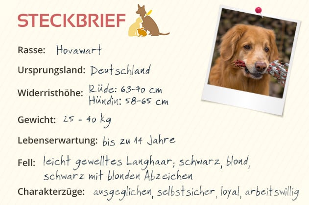 Hovawart Steckbrief Hovawart Steckbrief
