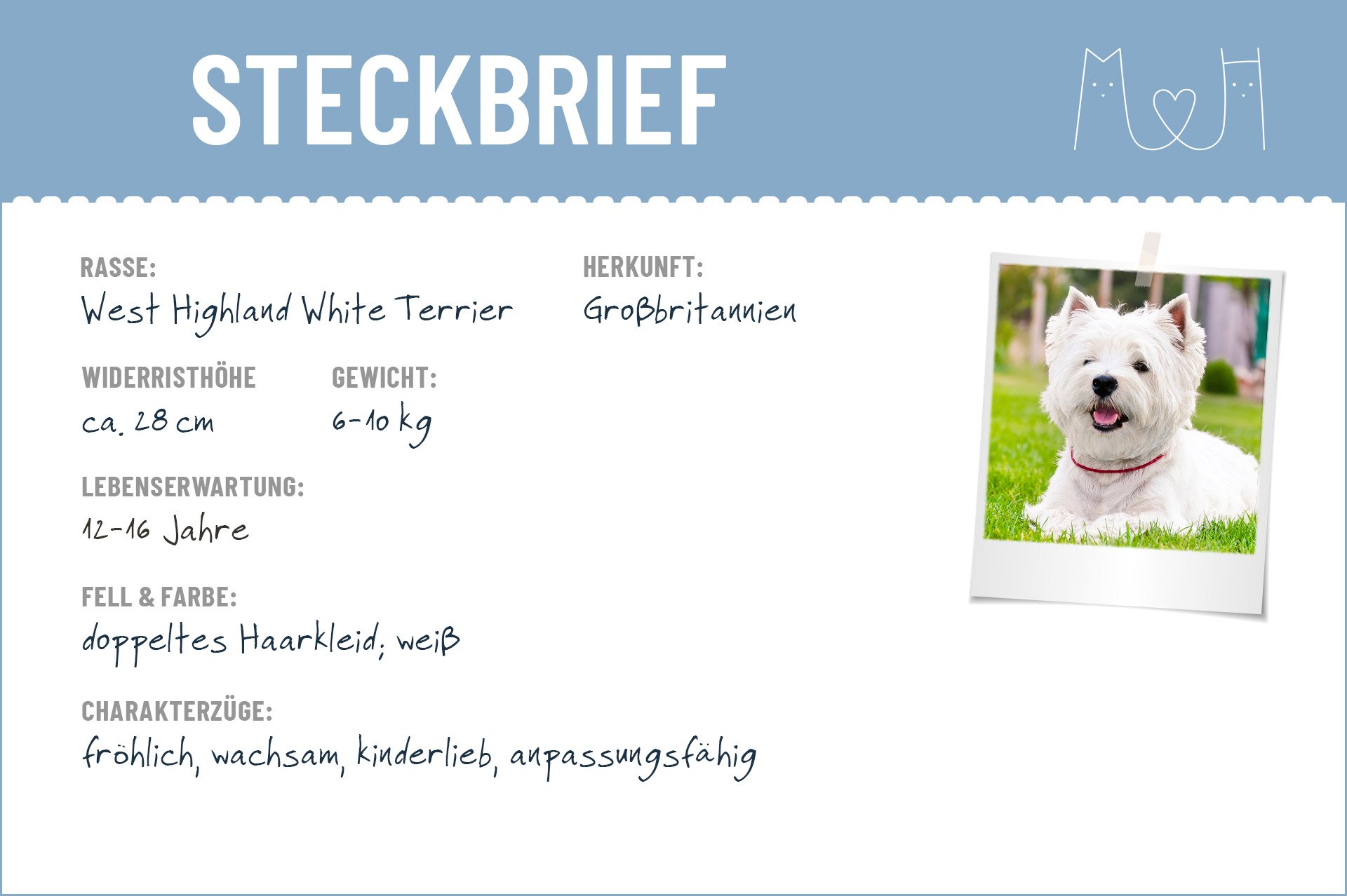 West Highland Terrier Steckbrief | Charakter, Wesen & Haltung