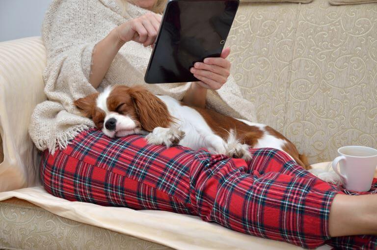 Cavalier King Charles Spaniel liegt auf dem Schoß der Besitzerin