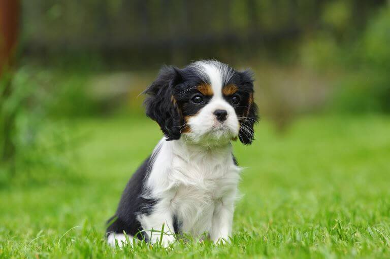 Cavalier King Charles Spaniel Welpe