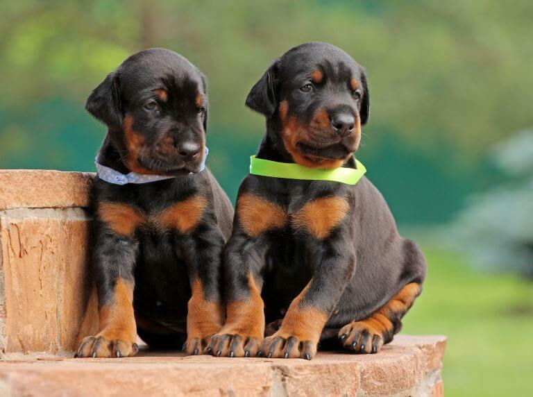 Dobermann Welpen benötigen eine konsequente Erziehung