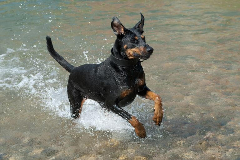 Der Dobermann ist eine echte Sportskanone