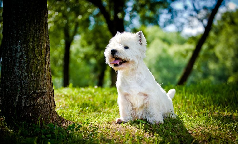 West Highland Terrier Steckbrief | Charakter, Wesen & Haltung