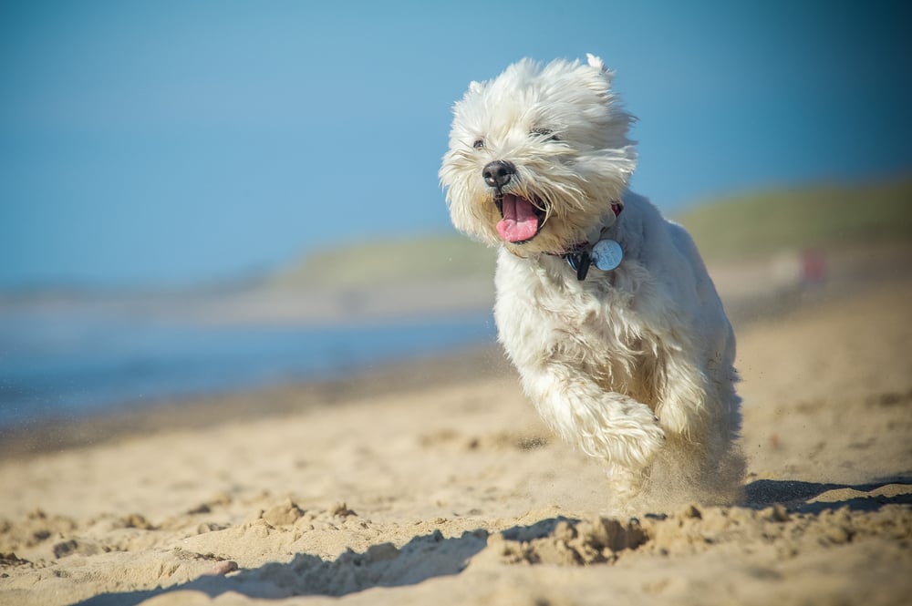 Der aktive Hund freut sich über Bewegung.