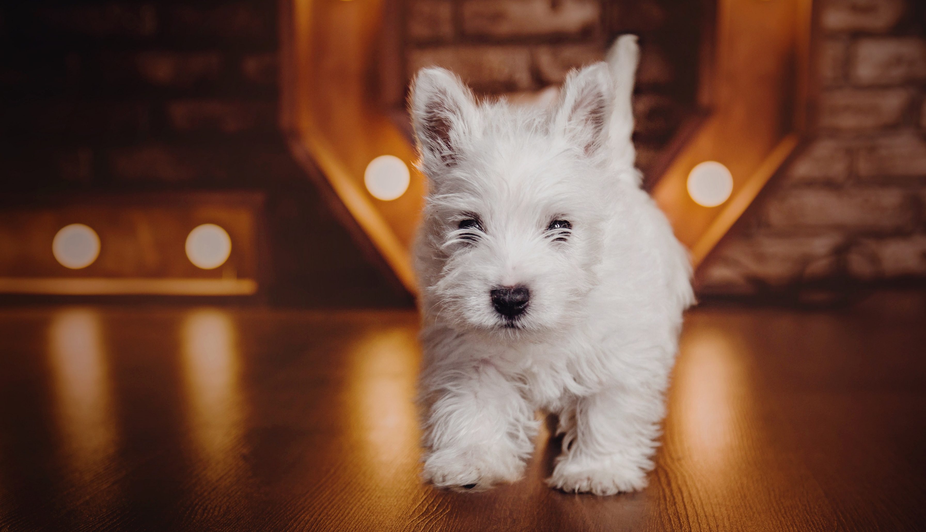 Ein neugieriger West Highland White Terrier Welpe Ein neugieriger West Highland White Terrier Welpe