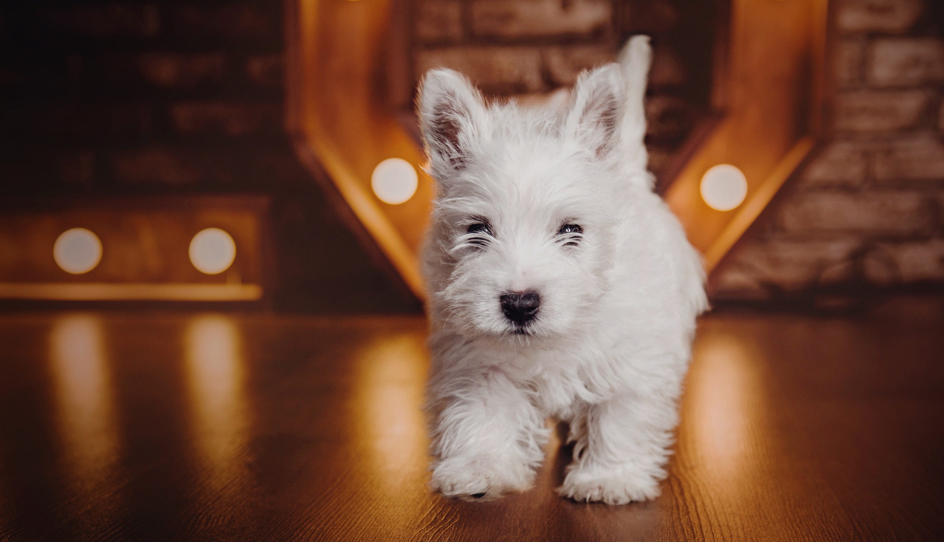 Ein neugieriger West Highland White Terrier Welpe