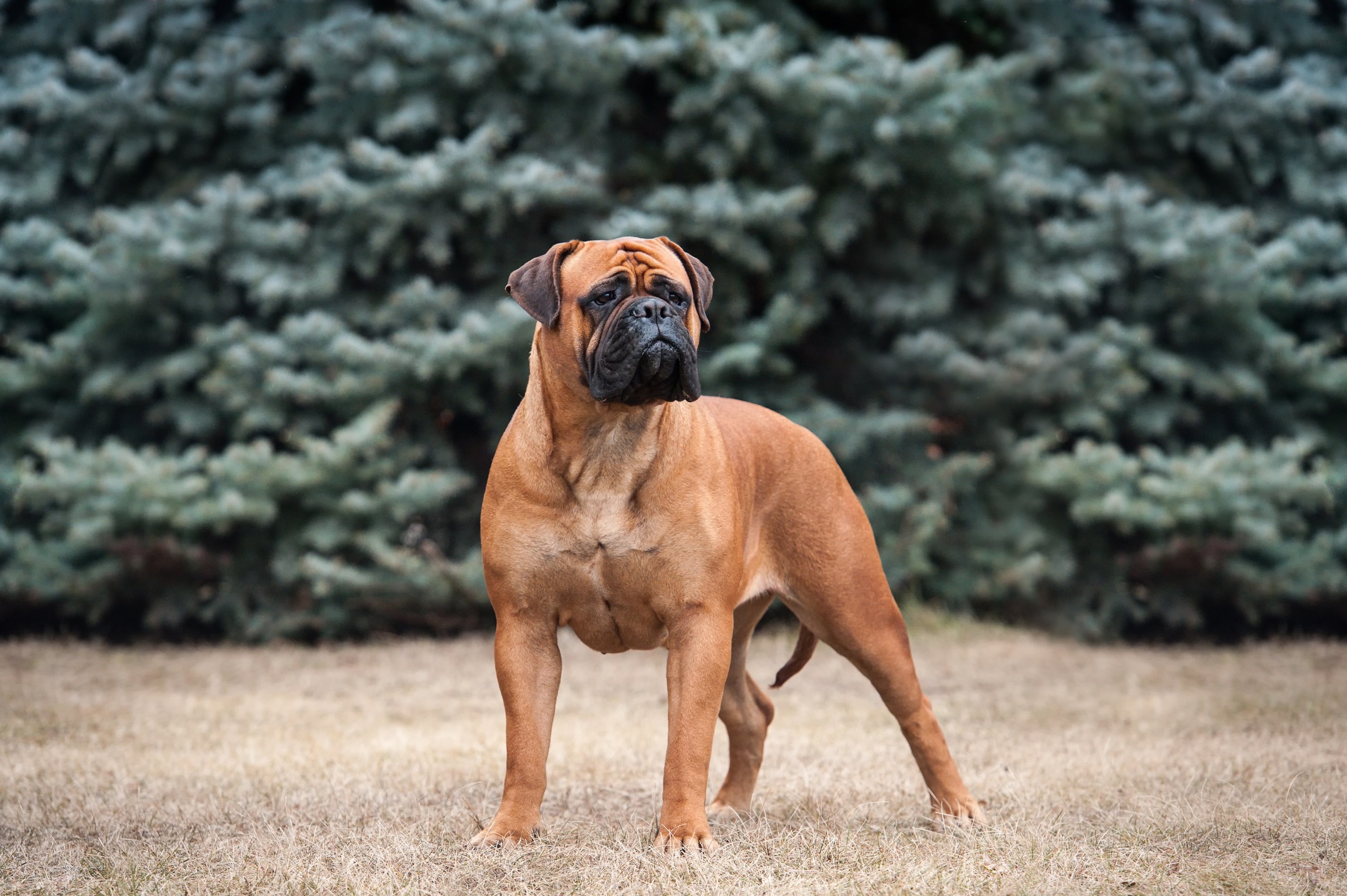 Bullmastiff Steckbrief | Haltung