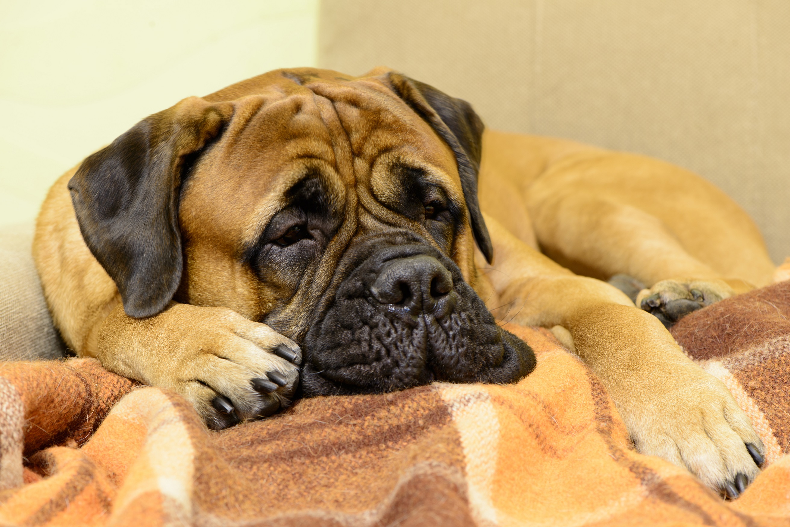 Der Bullmastiff ist ein friedlicher Zeitgenosse. Der Bullmastiff ist ein friedlicher Zeitgenosse.