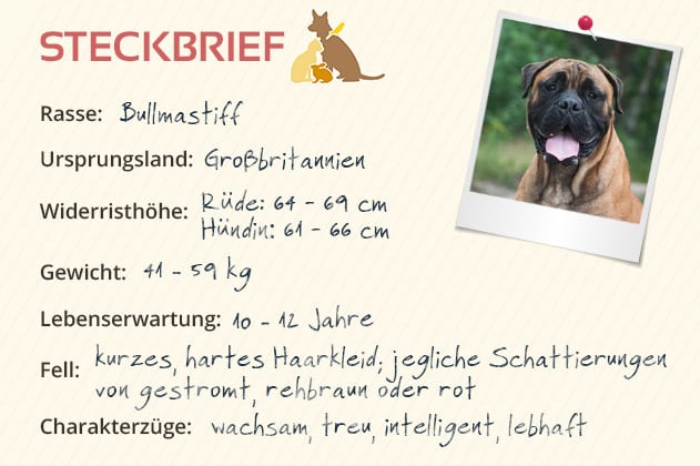 Bullmastiff Steckbrief Bullmastiff Steckbrief