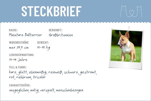 Miniature Bullterrier