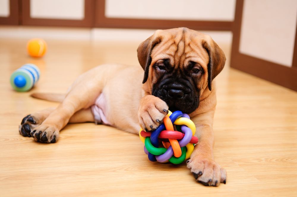 Ein verspielter Bullmastiff Welpe Ein verspielter Bullmastiff Welpe