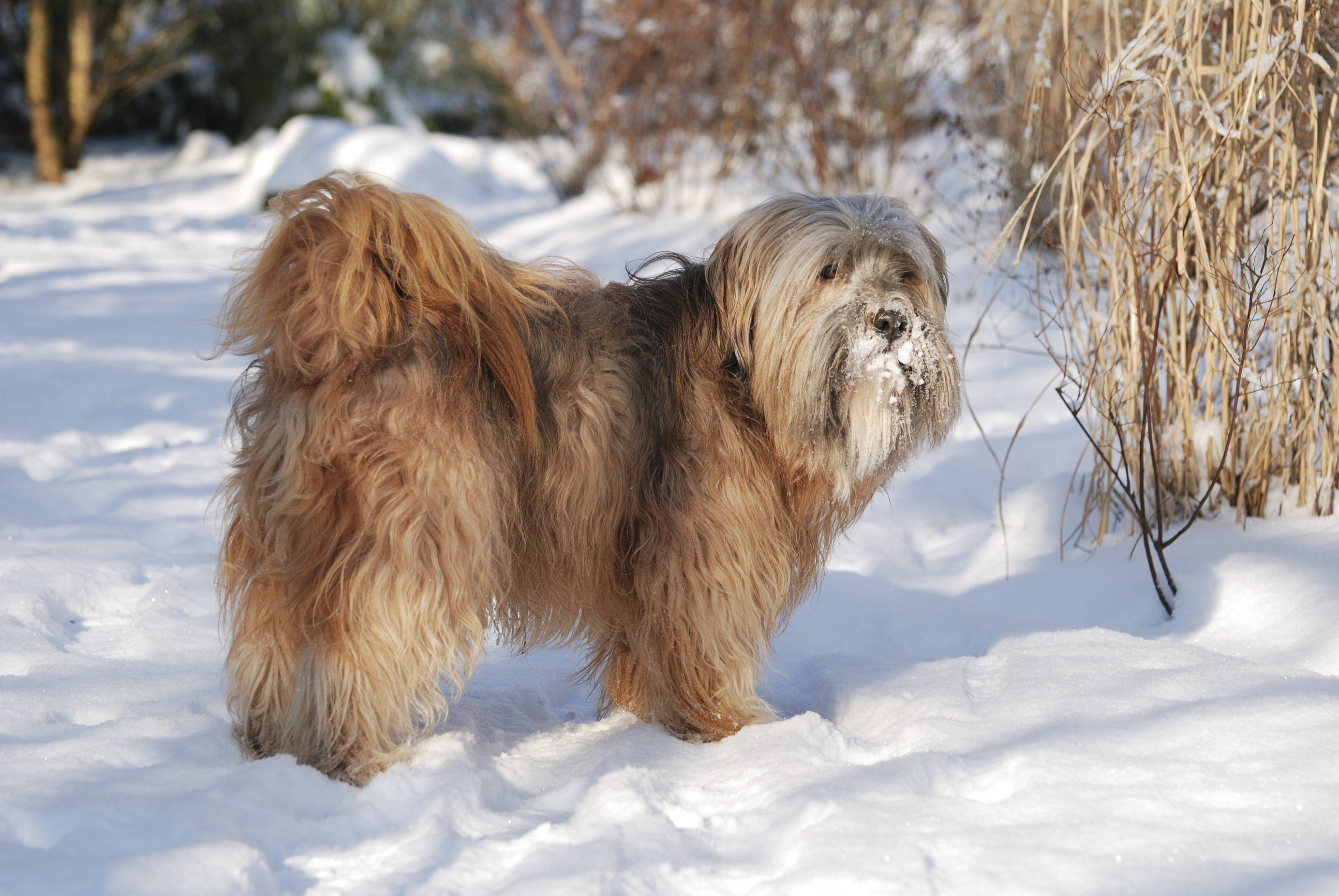 Tibet Terrier lieben den Schnee. Tibet Terrier lieben den Schnee.
