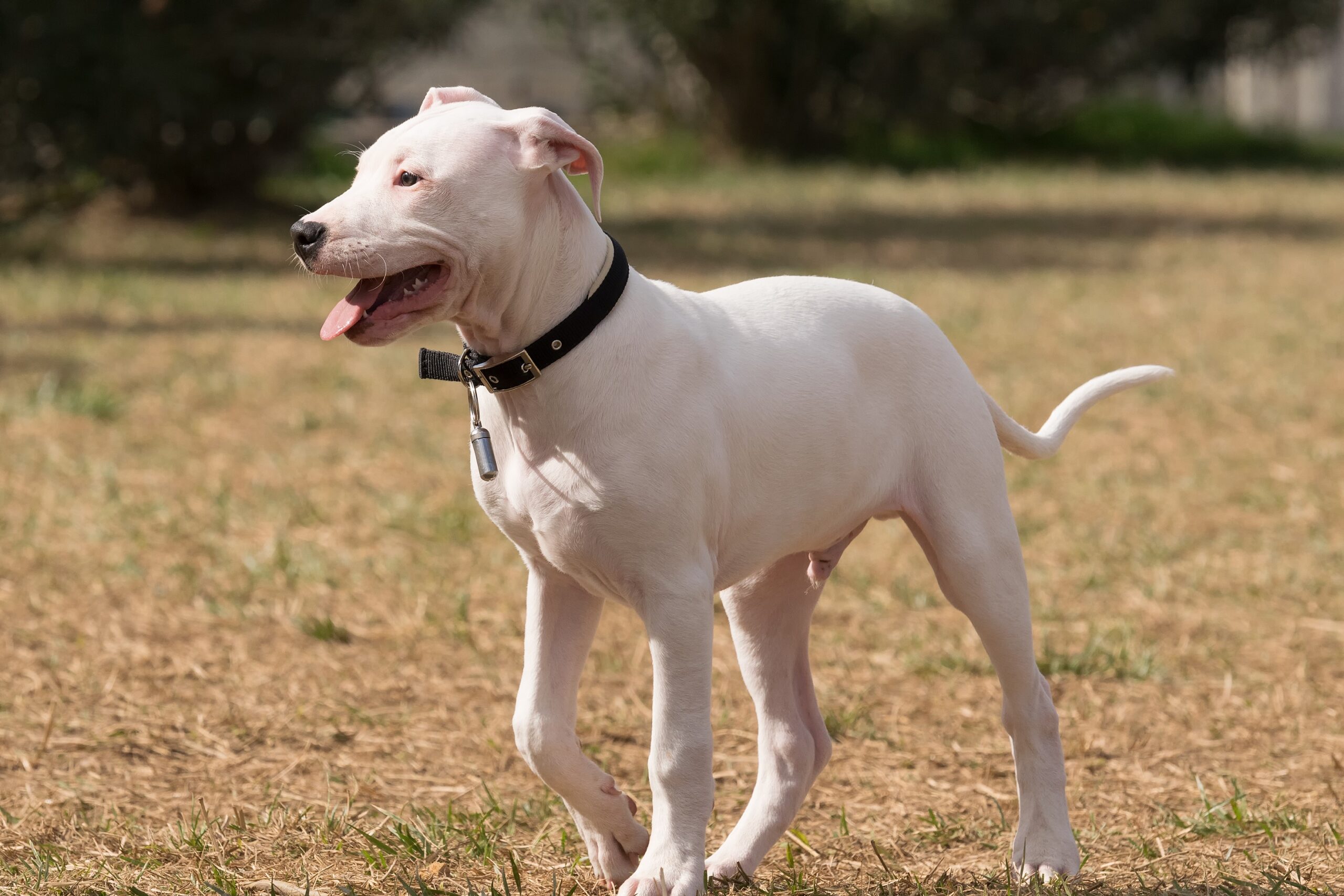 Dogo Argentino