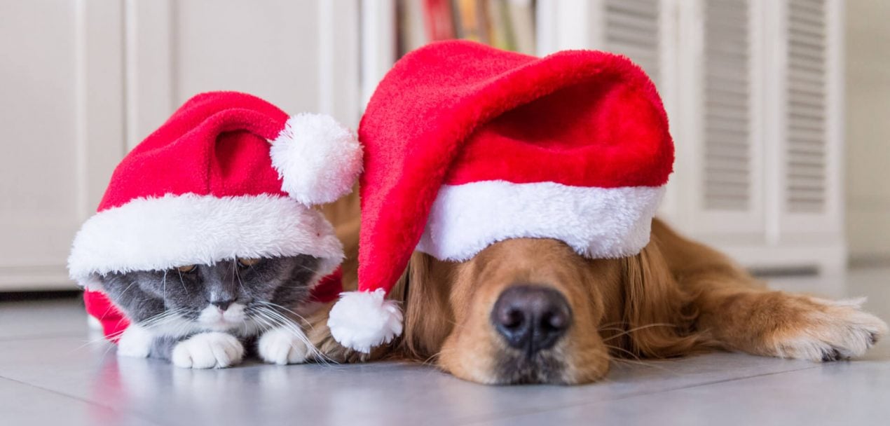 Stressfreie Weihnachten für Hund und Katze