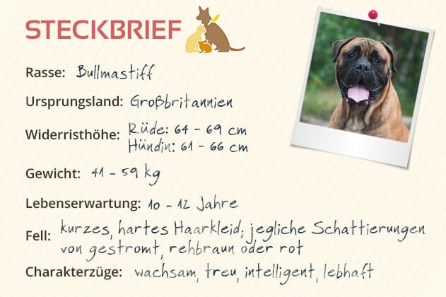 Bullmastiff Steckbrief Bullmastiff Steckbrief