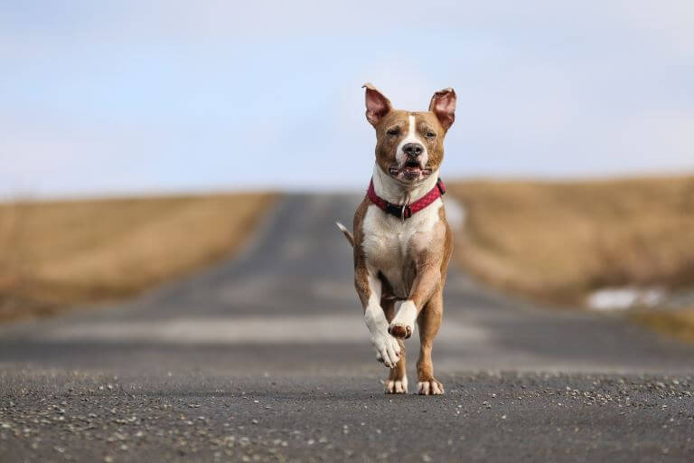 American Staffordshire Terrier