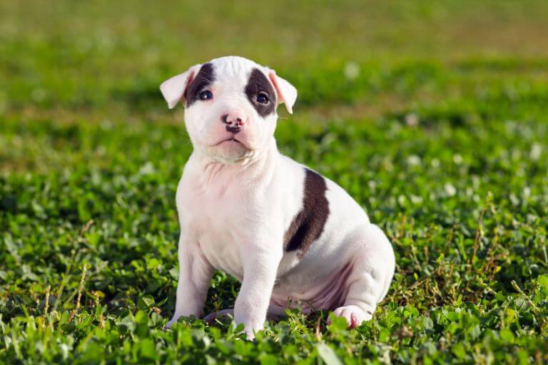 American Staffordshire Terrier Welpe