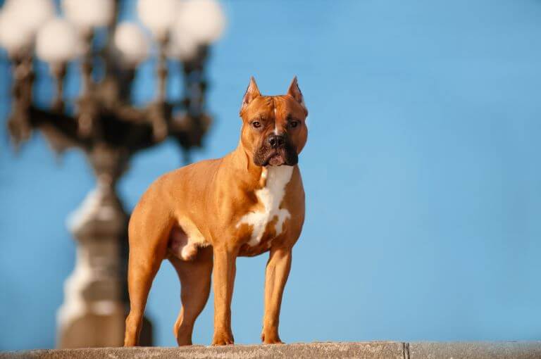 American Staffordshire Terrier kupierte Ohren