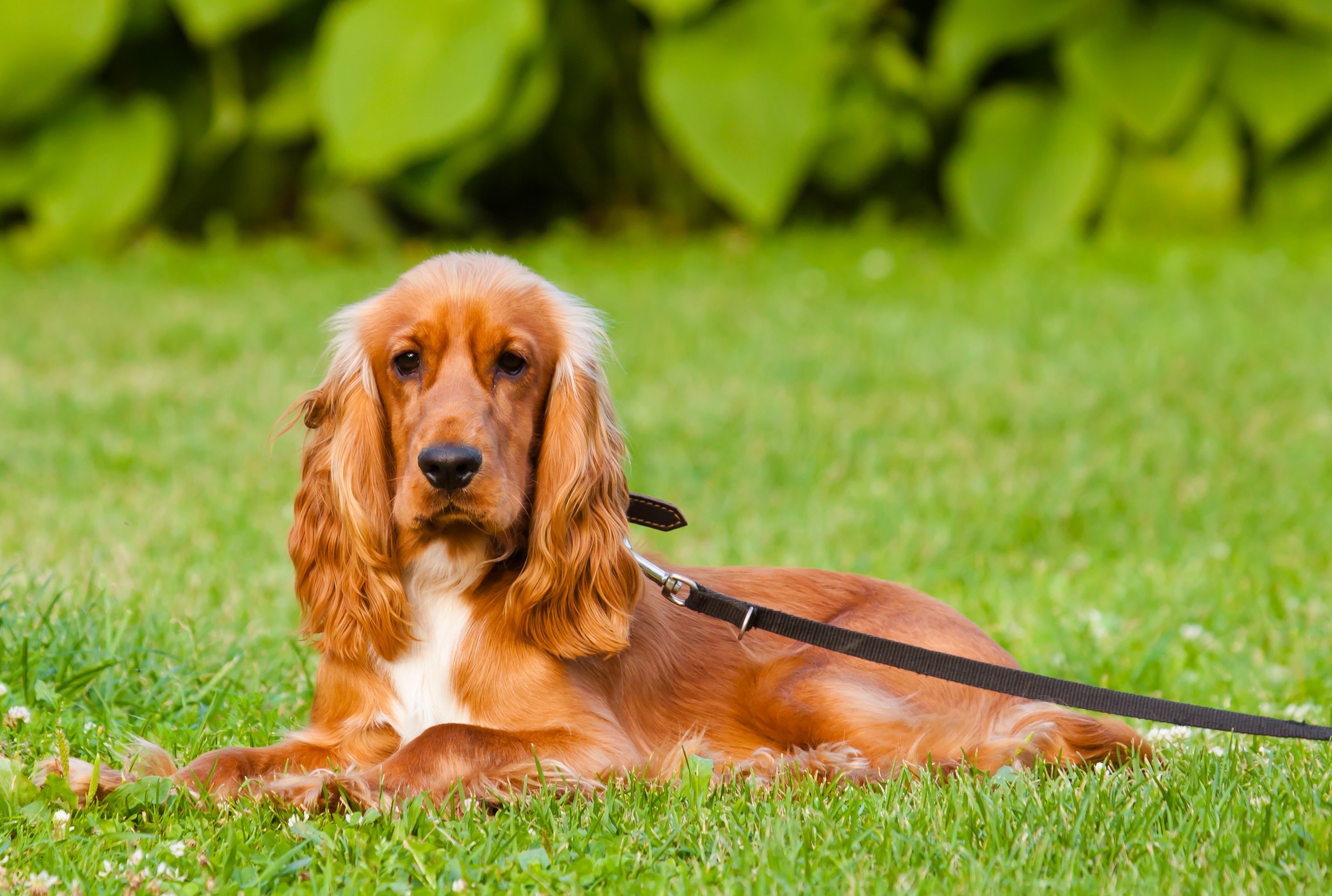 English Cocker Spaniel | Charakter, Wesen Haltung