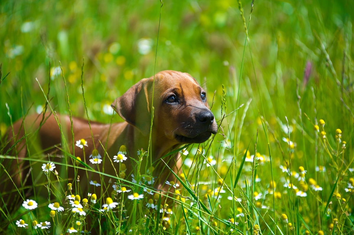  Rhodesian Ridgeback Welpe