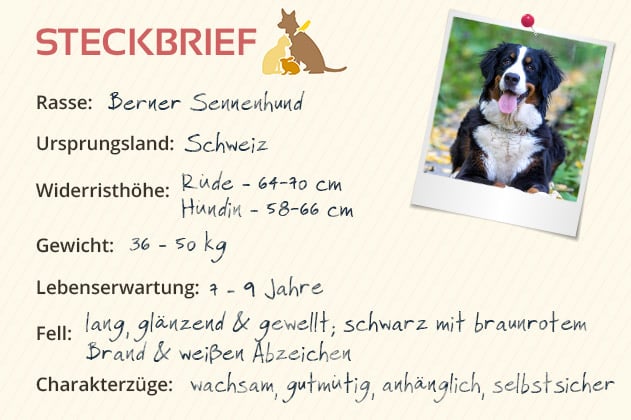 Berner Sennenhund Steckbrief Berner Sennenhund Steckbrief