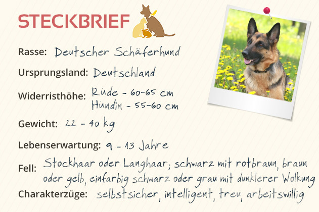 Deutscher Schäferhund
