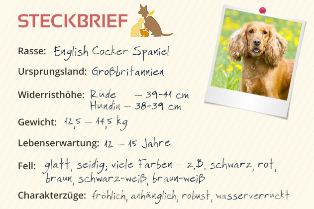English Cocker Spaniel