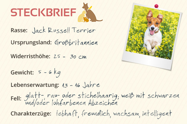 Jack Russel Terrier Steckbrief Jack Russel Terrier Steckbrief