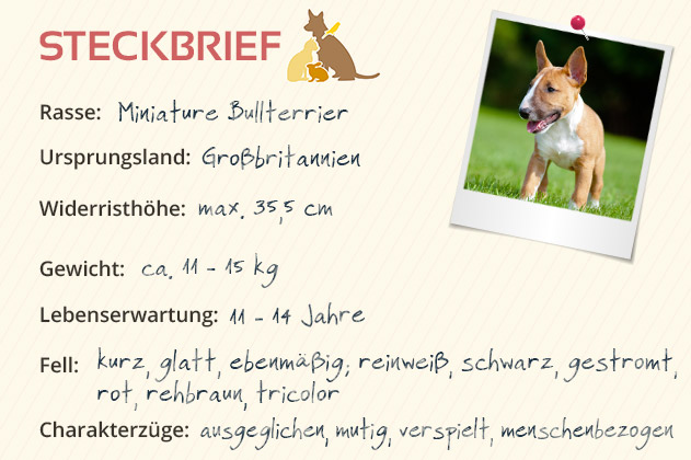 Miniature Bullterrier Steckbrief Miniature Bullterrier Steckbrief