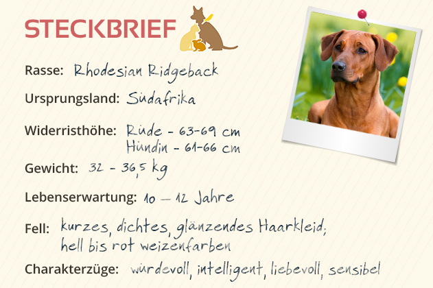 Rhodesian Ridgeback Steckbrief Rhodesian Ridgeback Steckbrief