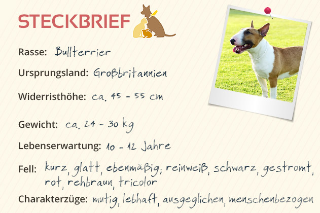 Bullterrier Steckbrief Bullterrier Steckbrief