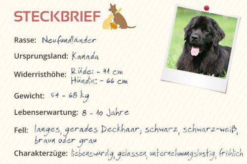 schwimmhäute hund