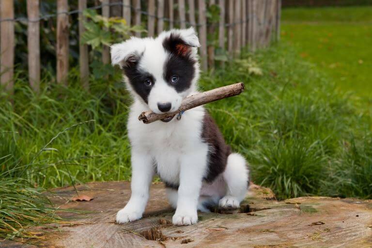 Border Collie Welpe