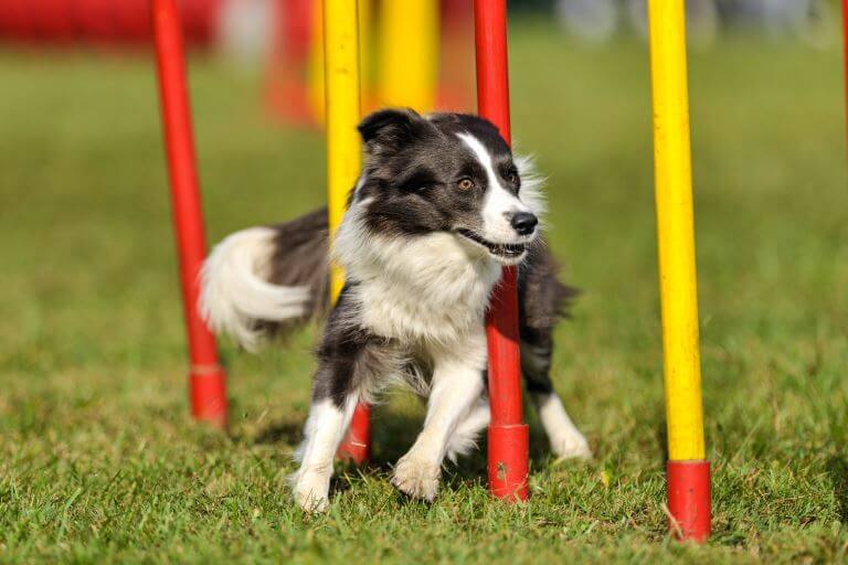 Border Collie beim Agility