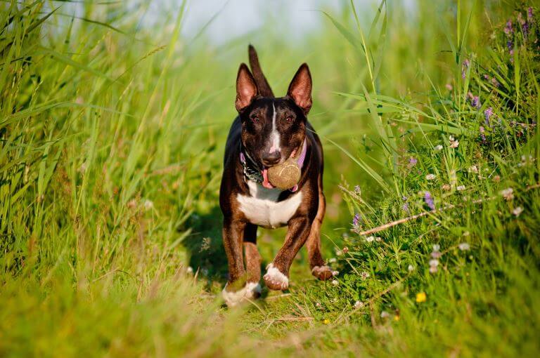 Bullterrier auf einer Wiese