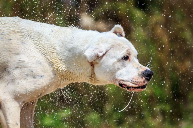 Der Dogo Argentino ist ein Sportler