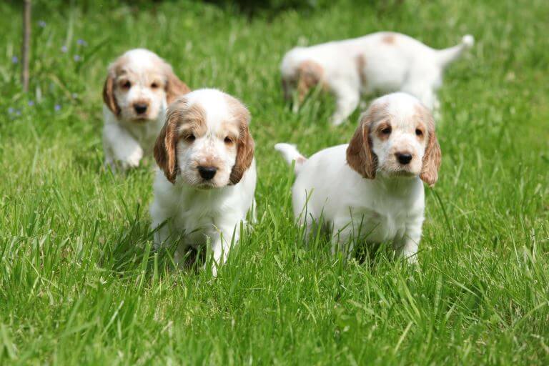 Niedliche English Cocker Spaniel Welpen