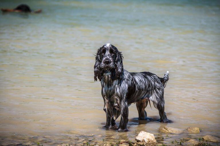 Cocker Spaniel lieben Wasser