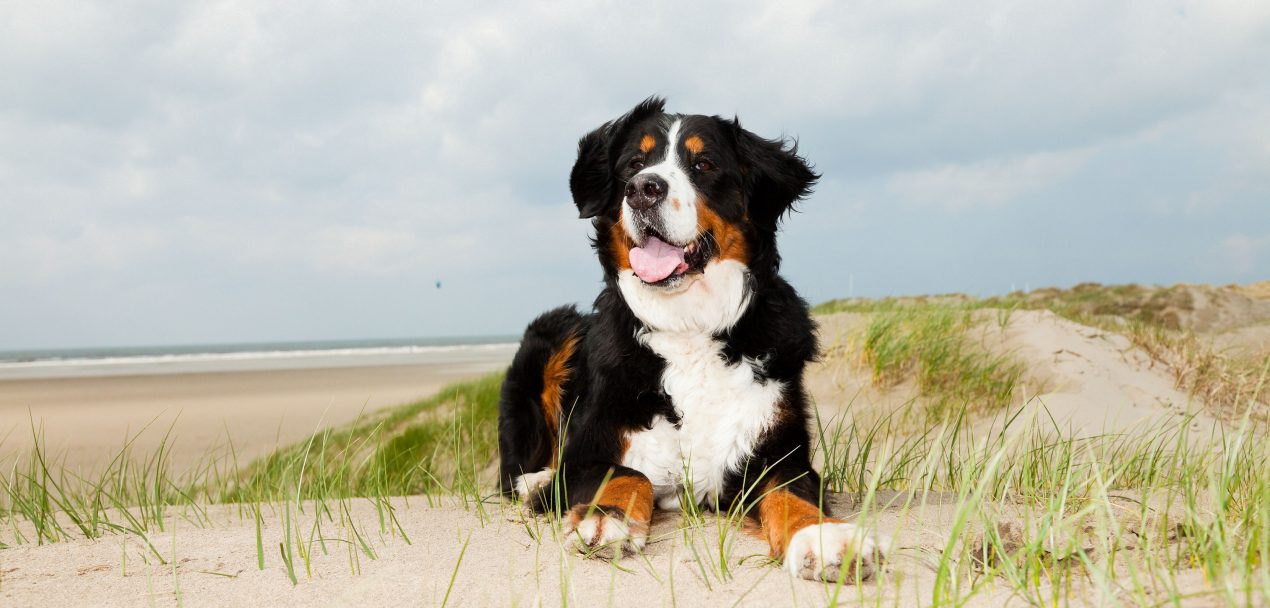 Hundfreundliches Ferienhaus Direkt Am Strand In Nordholland