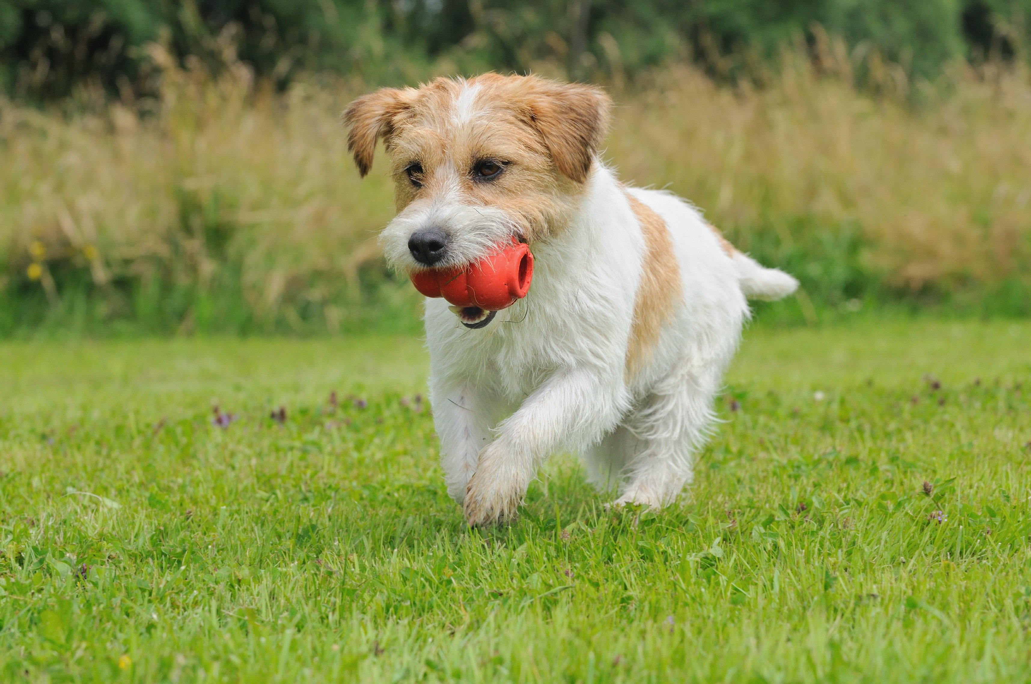 Jack Russell Terrier spielt