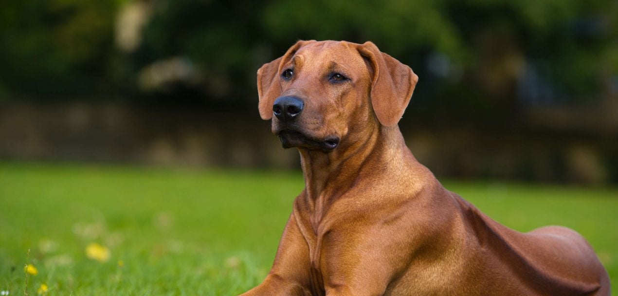 Rhodesian Ridgeback Steckbrief | Charakter, Wesen & Haltung