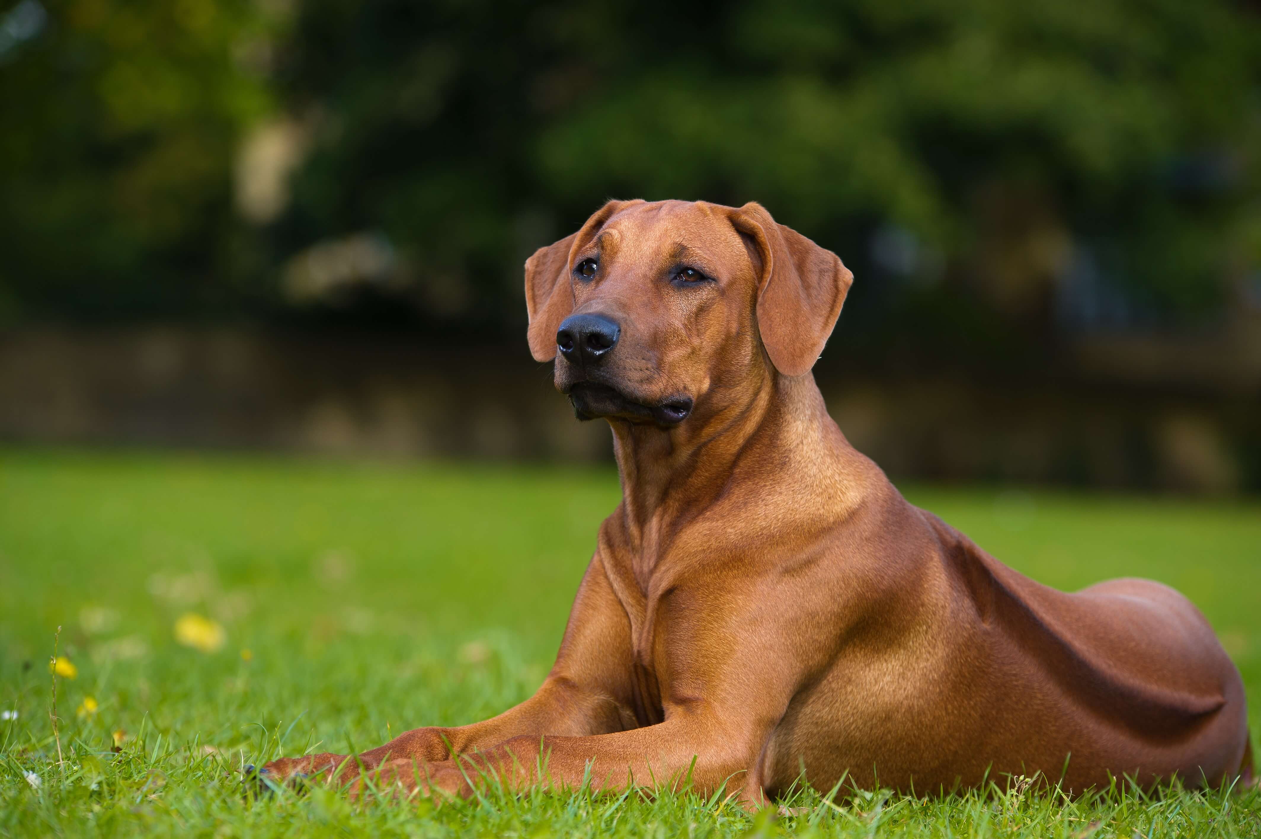 se tv sammentrækning Diplomati Rhodesian Ridgeback Steckbrief | Charakter, Wesen & Haltung