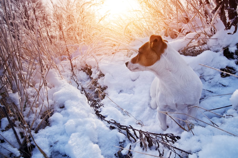 Jack Russell Terrier im Schnee