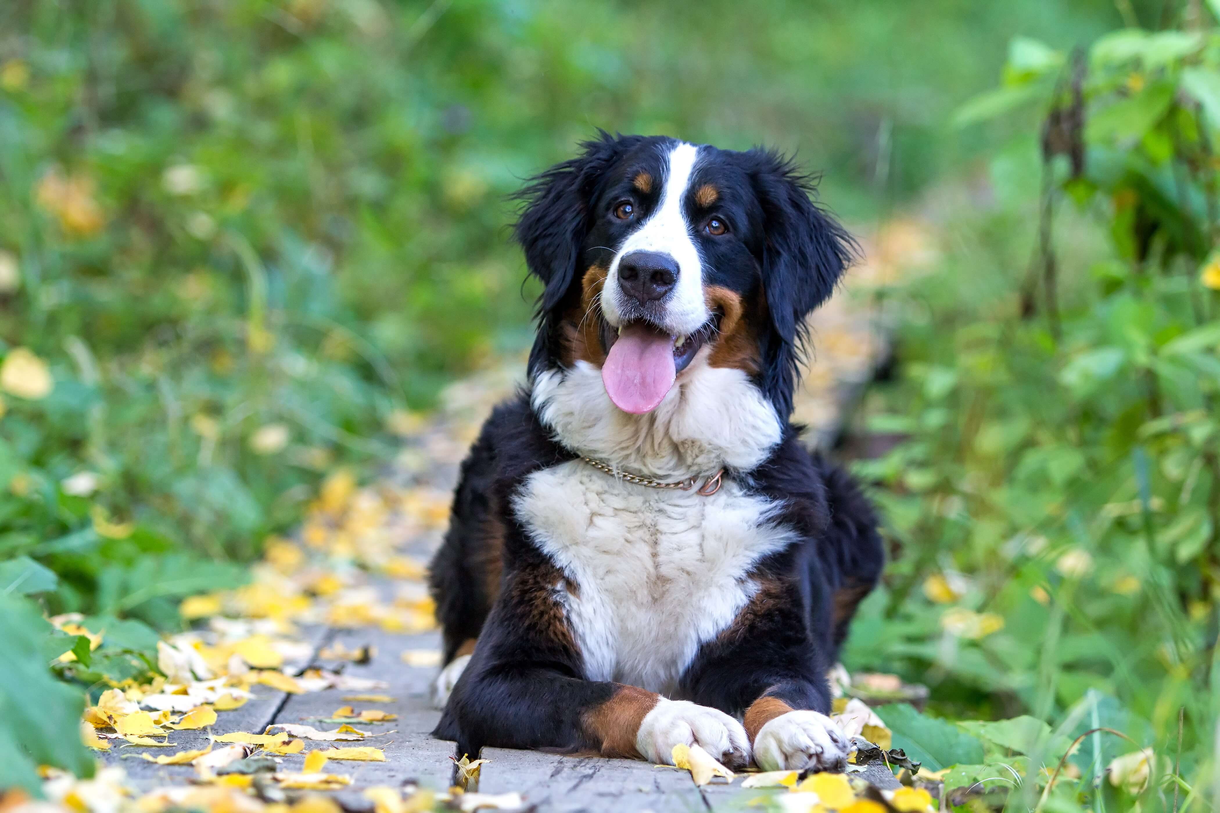 The Berner Sennenhund: A Loyal and Loving Companion 4 Size Of Berner Sennenhund