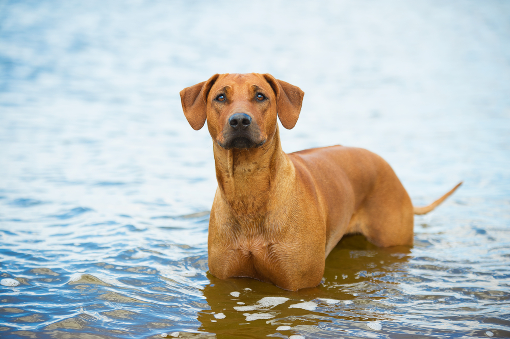 Rhodesian Ridgeback im Wasser Rhodesian Ridgeback im Wasser