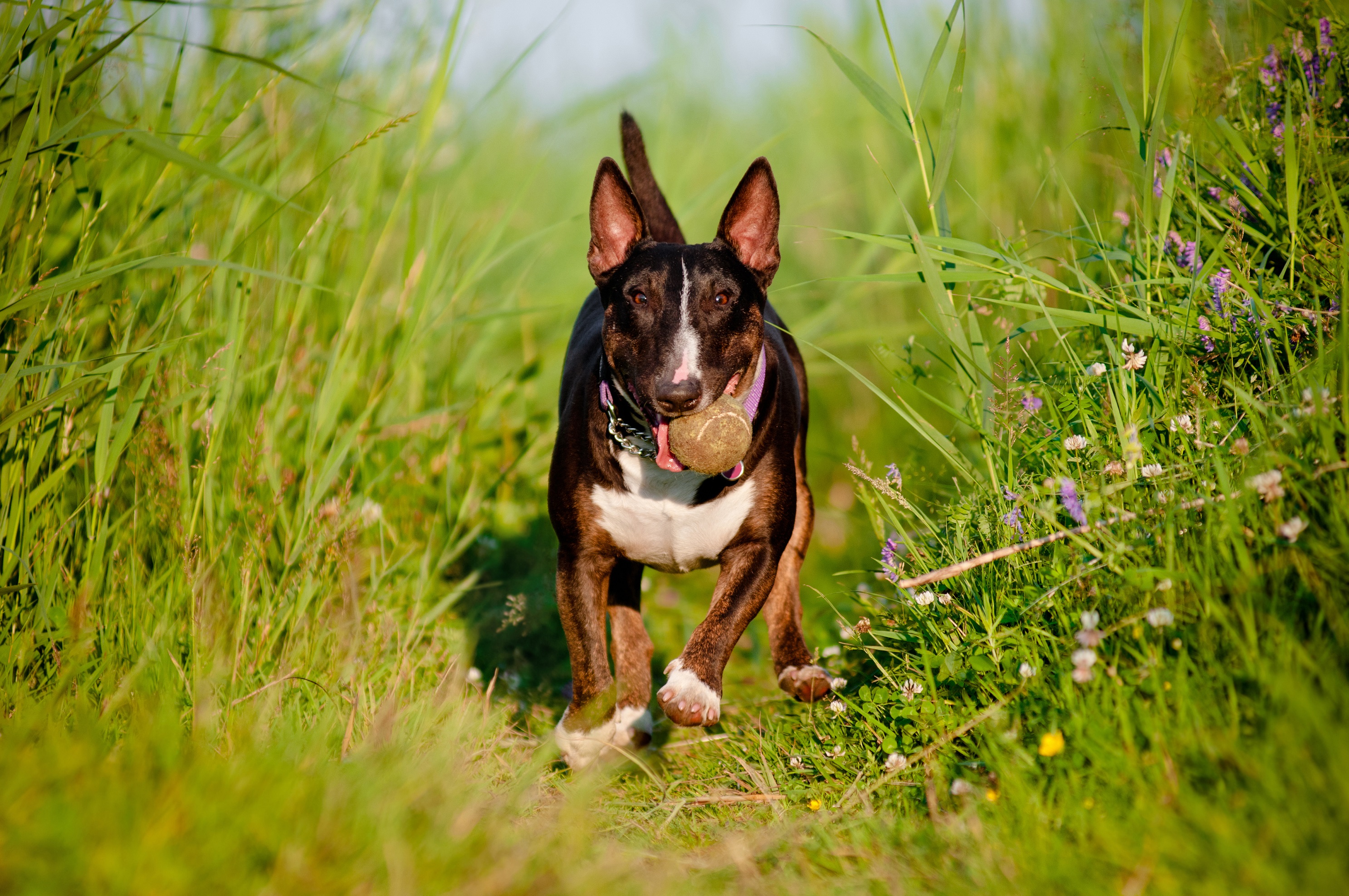 Bullterrier