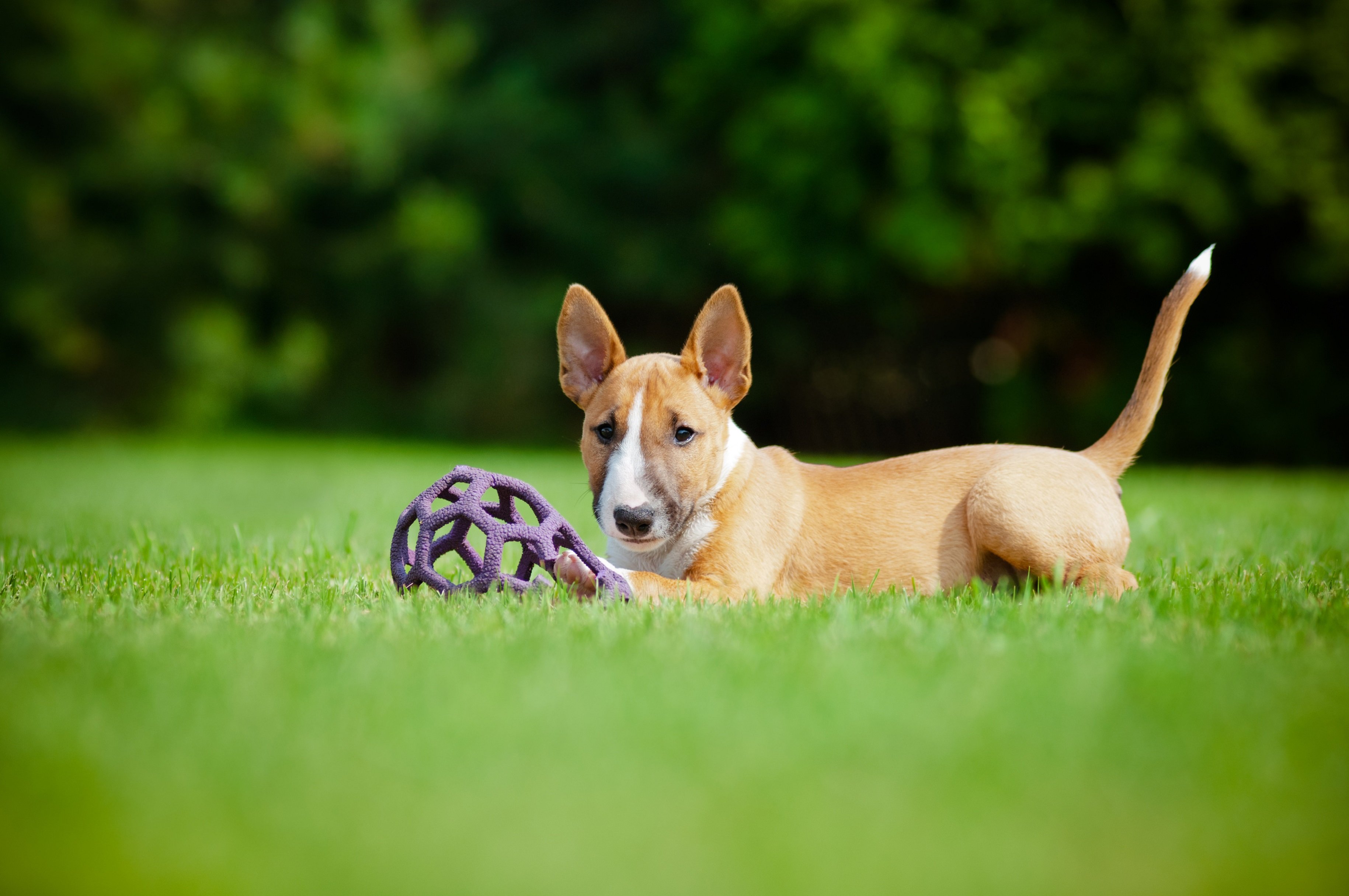 Miniature Bullterrier Welpe