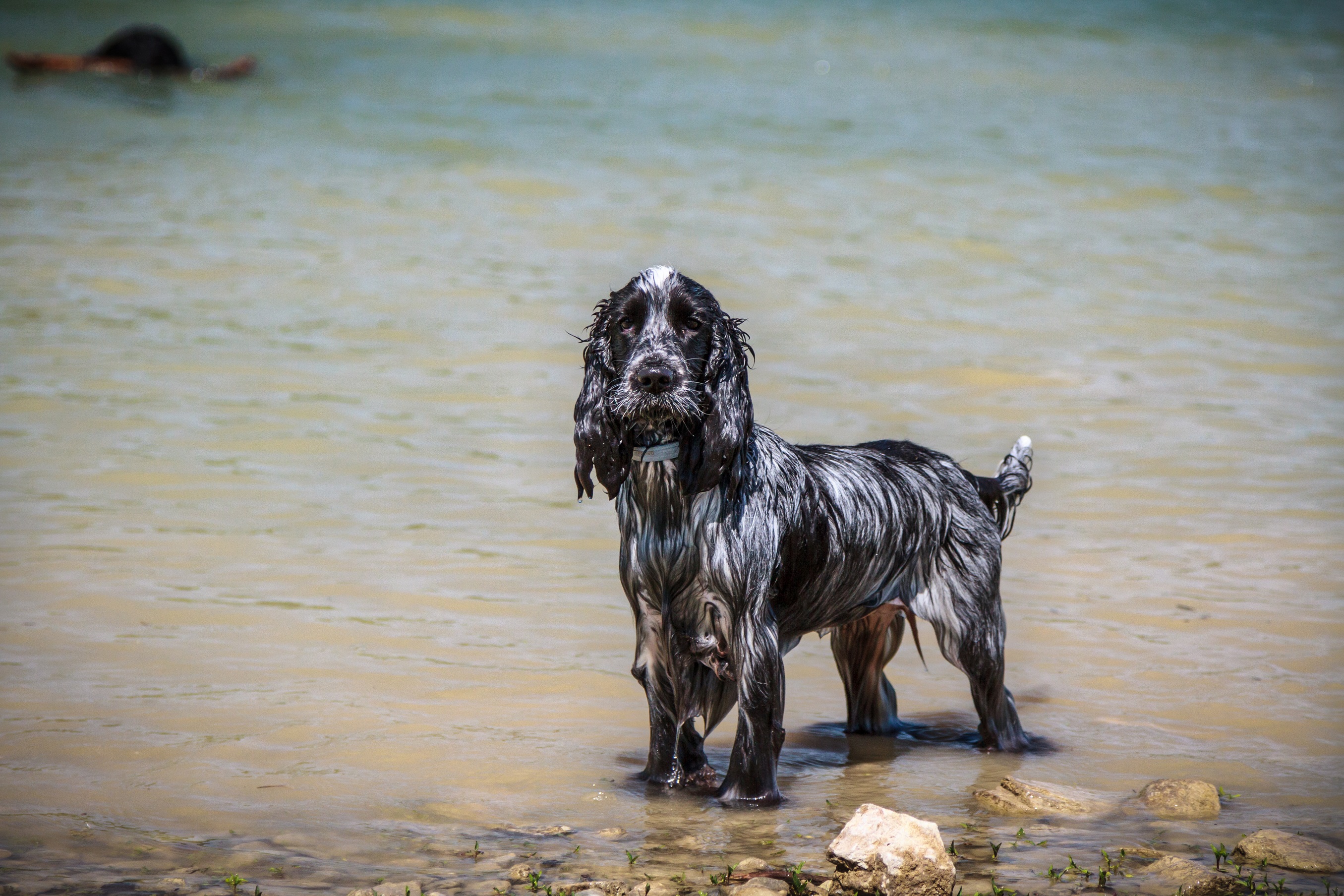 Cocker Spaniel lieben Wasser Cocker Spaniel lieben Wasser
